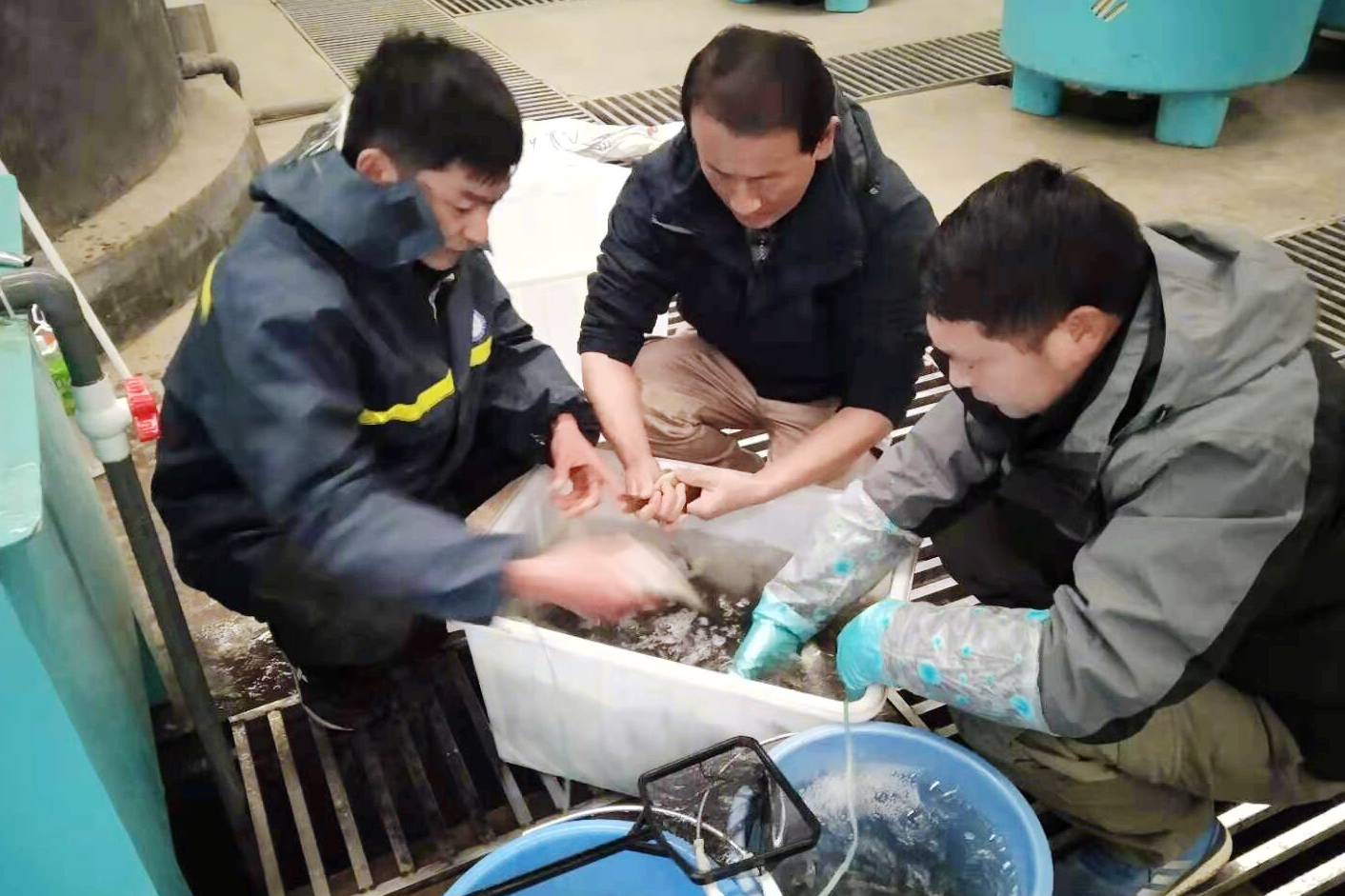 待生產親魚篩選.jpg