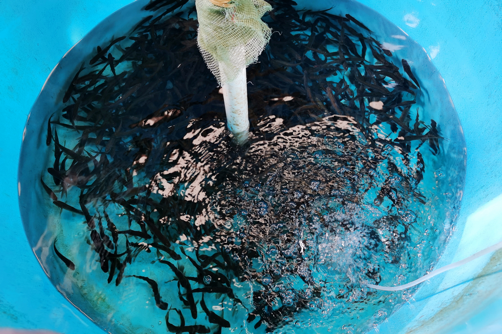 完成訓練和標記的待放流魚苗.jpg